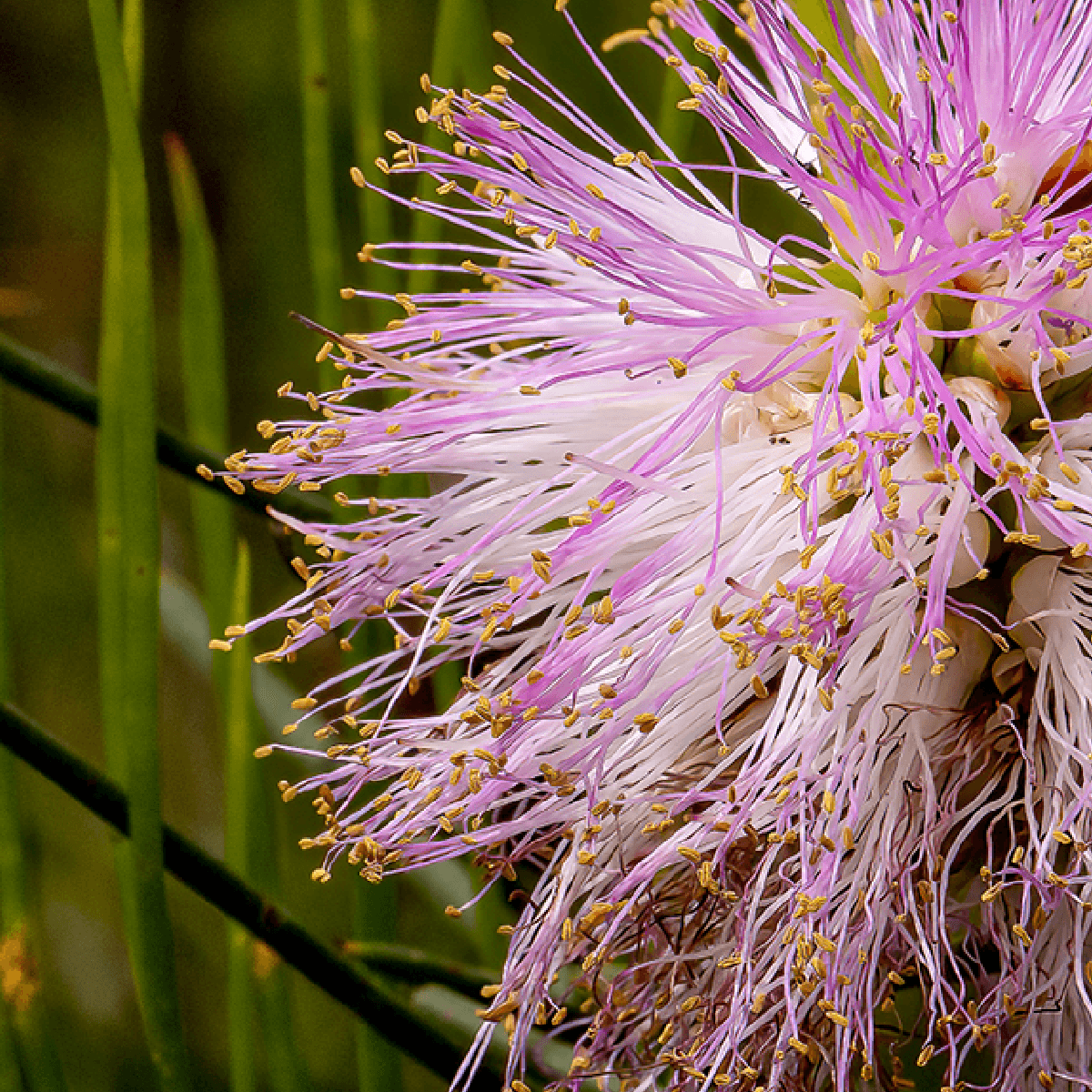 Garden Tour Mt Annan